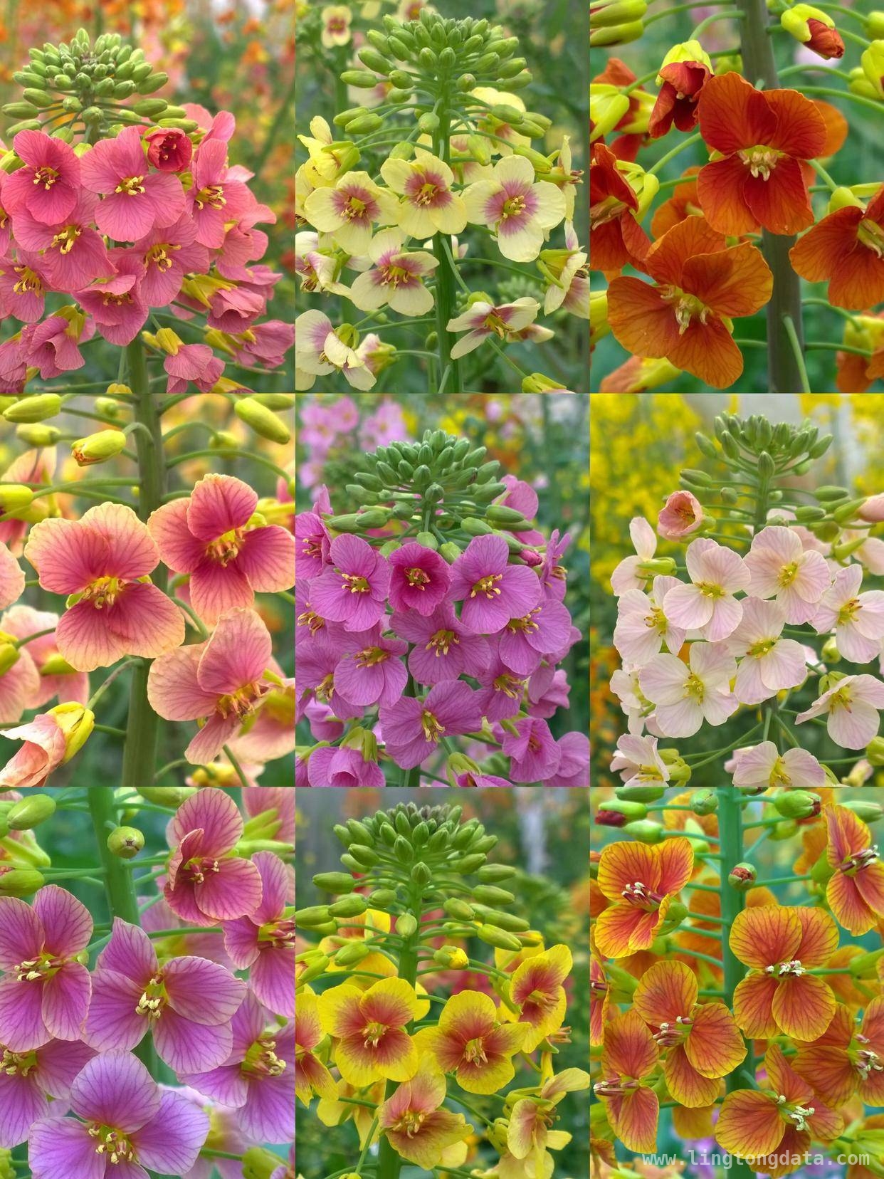 付东辉团队11年磨一剑，彩色油菜花开遍大地，11年科研攻关！彩色油菜花“点亮”春日田野