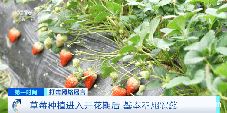 草莓网络传言大起底，真相究竟如何？