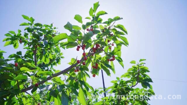 秦州乡村产业崛起，甘肃卫视邀您共赏新事记，3月22日锁定甘肃卫视，看秦州乡村新故事