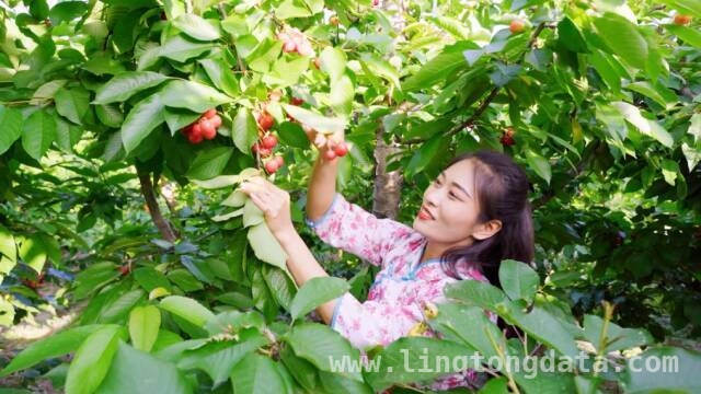 秦州乡村产业崛起，甘肃卫视邀您共赏新事记，3月22日锁定甘肃卫视，看秦州乡村新故事