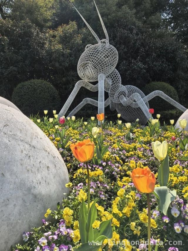 抓住短暂花期，长宁郁金香花海等您来赏，上海长宁：郁金香绘就春日绝美画卷