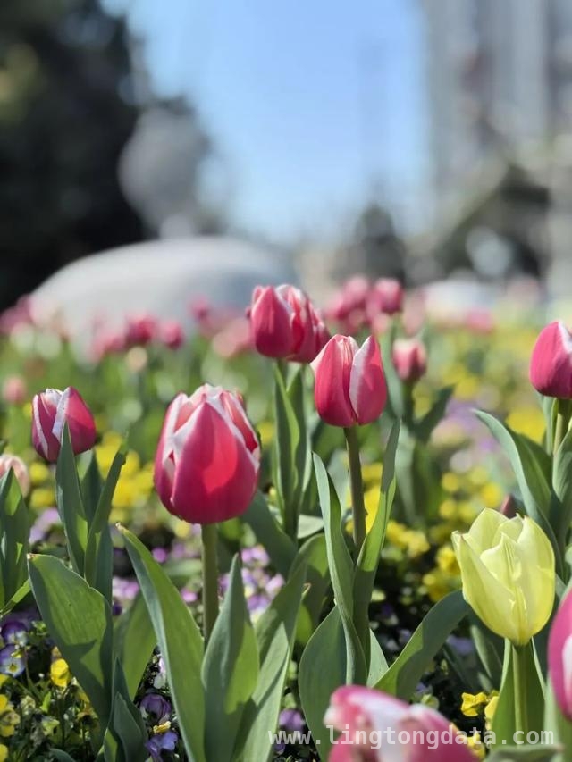 抓住短暂花期，长宁郁金香花海等您来赏，上海长宁：郁金香绘就春日绝美画卷