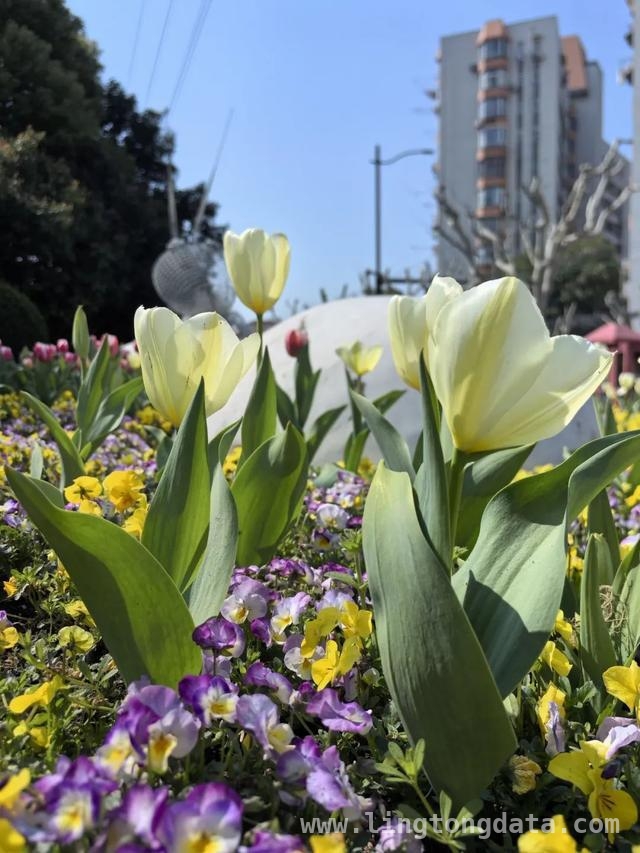 抓住短暂花期，长宁郁金香花海等您来赏，上海长宁：郁金香绘就春日绝美画卷