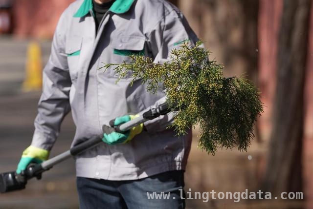 北京花粉高峰期：圆柏过敏难题与应对之策，花粉肆虐，看北京如何治理圆柏过敏问题