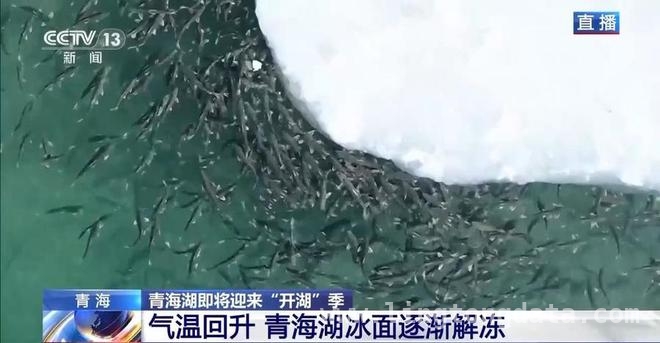 开湖时刻，看青海湖如何唤醒高原春天