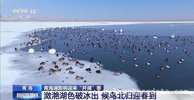 开湖时刻，看青海湖如何唤醒高原春天