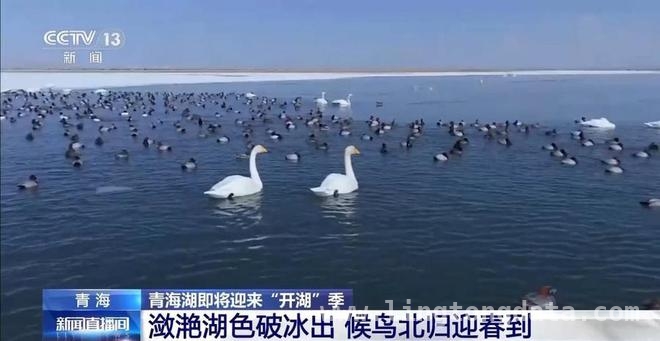 开湖时刻，看青海湖如何唤醒高原春天