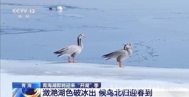 开湖时刻，看青海湖如何唤醒高原春天