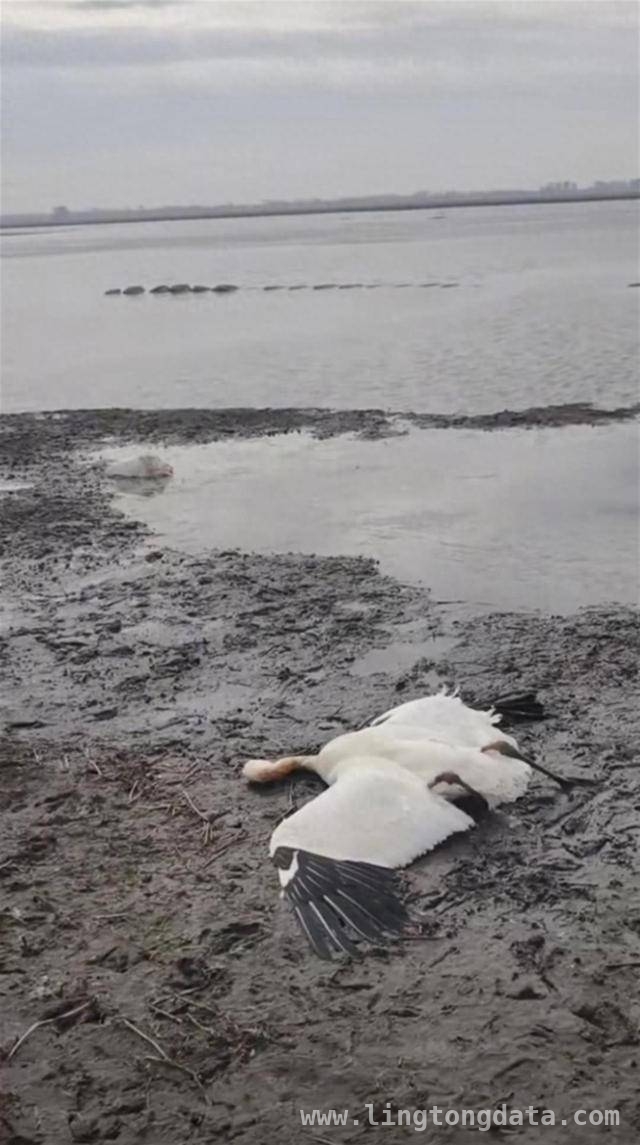 惊！通辽湖边国家一级保护白鹤疑似中毒死亡，通辽湖边鸟类死亡引关注，一级保护白鹤命运牵动人心