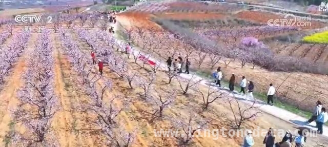 湖北桃花季：美景与产业共舞