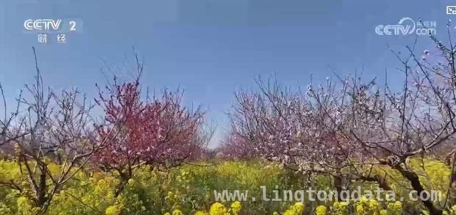 湖北桃花季：美景与产业共舞