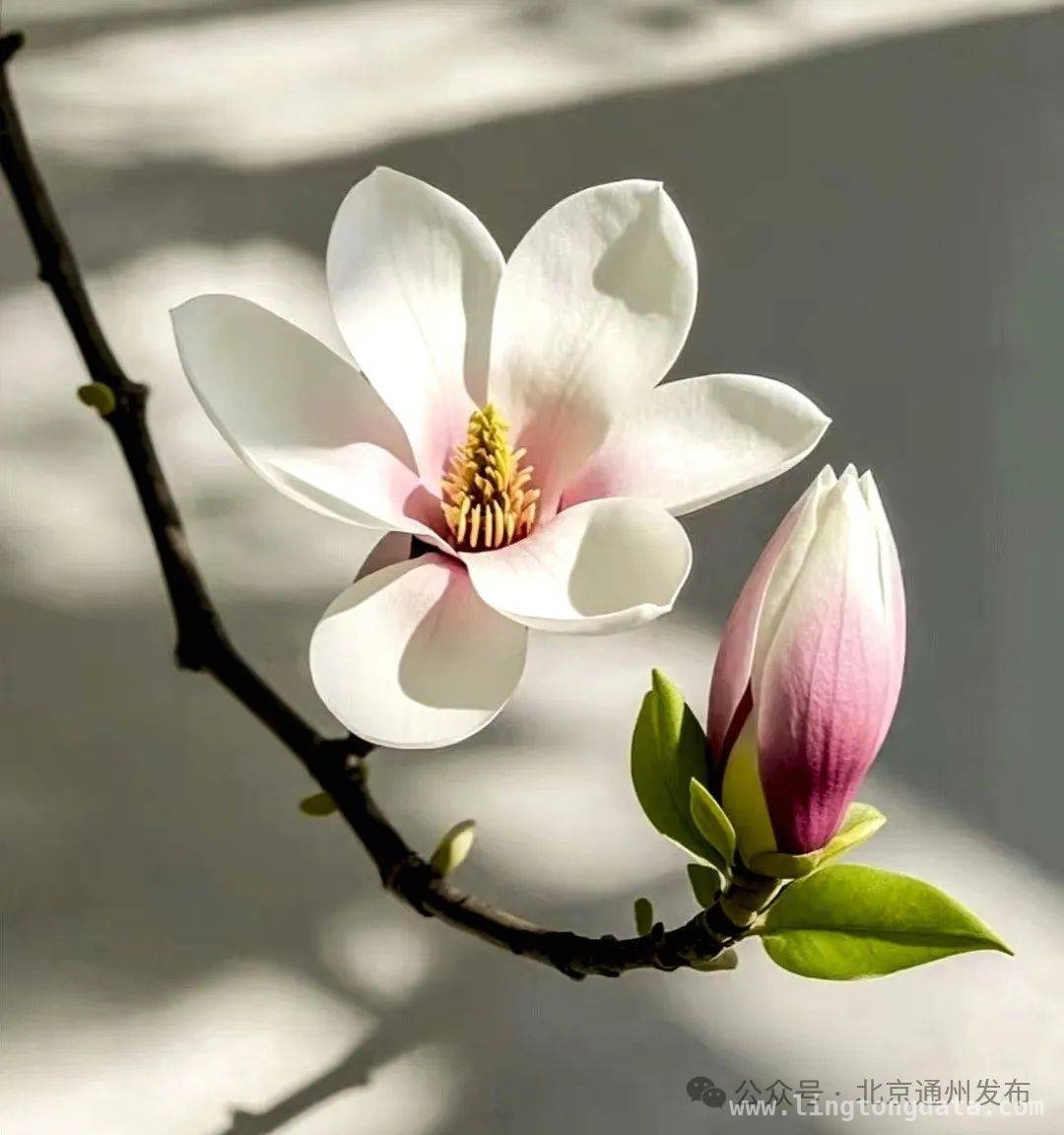 通州副中心：春花里藏着的浪漫春日之旅