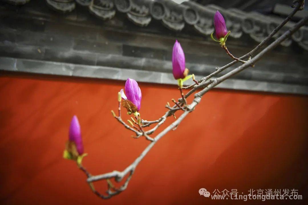 通州副中心：春花里藏着的浪漫春日之旅
