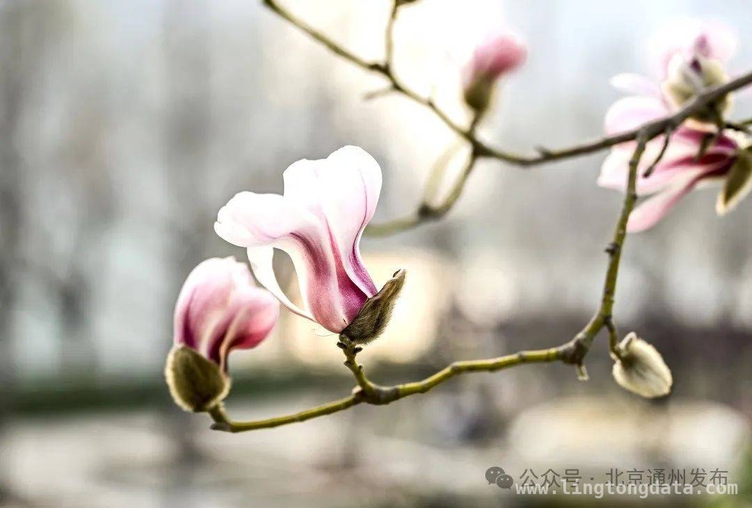 通州副中心：春花里藏着的浪漫春日之旅