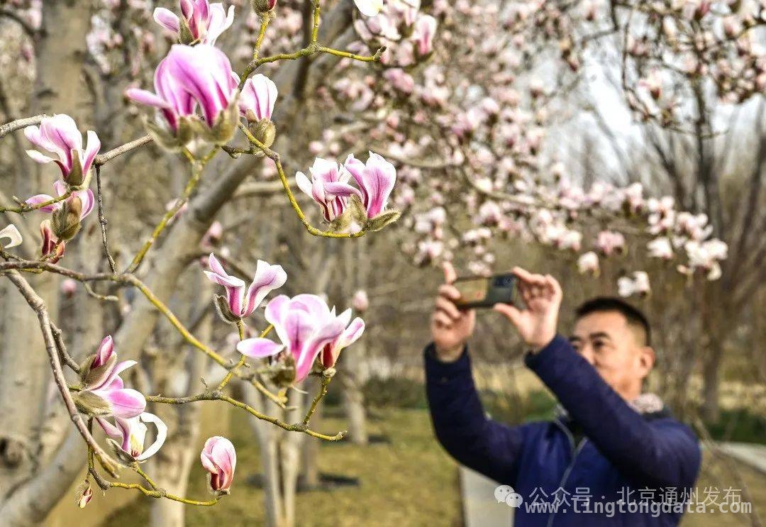 通州副中心：春花里藏着的浪漫春日之旅