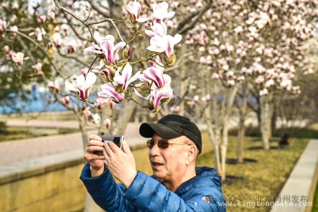 通州副中心：春花里藏着的浪漫春日之旅