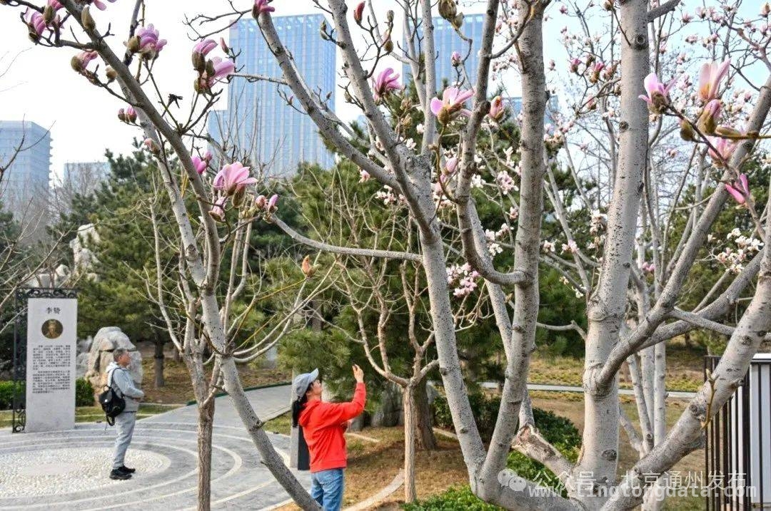 通州副中心：春花里藏着的浪漫春日之旅