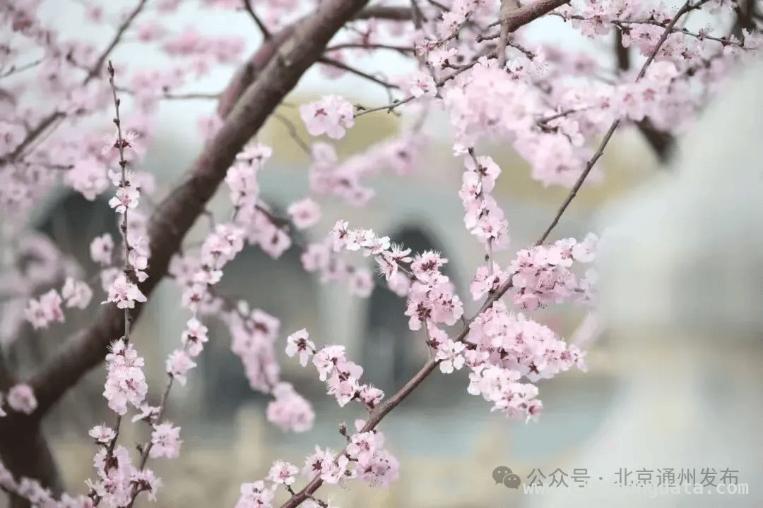通州副中心：春花里藏着的浪漫春日之旅