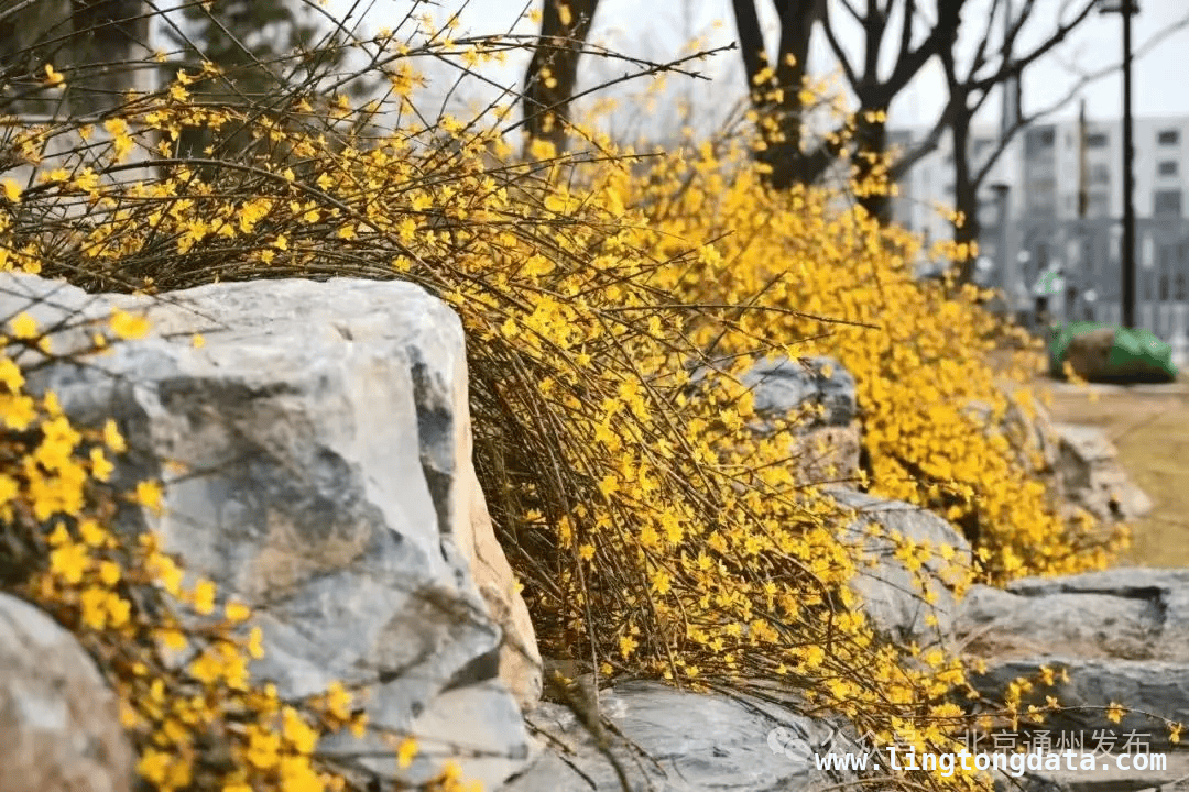 通州副中心：春花里藏着的浪漫春日之旅