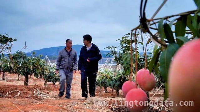 晚熟芒果的逆袭：永仁凯特芒果闯出致富新路