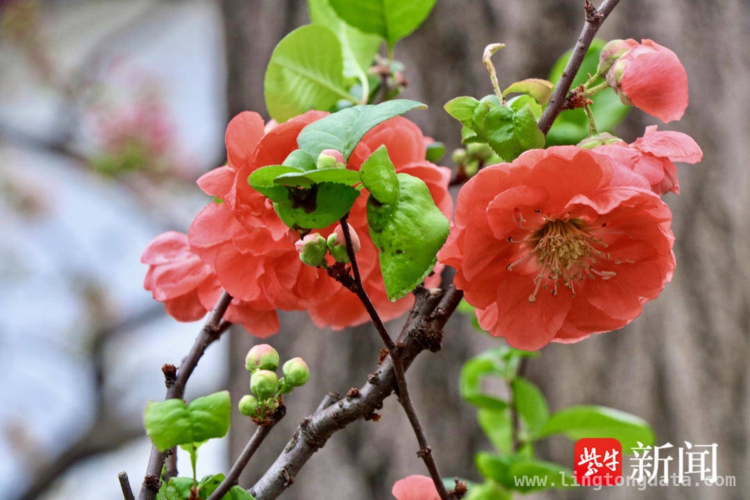 探寻南京春分的花信密码