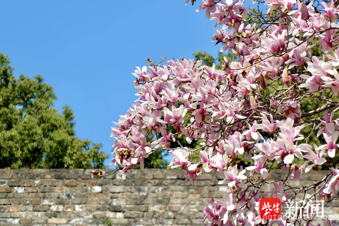 探寻南京春分的花信密码