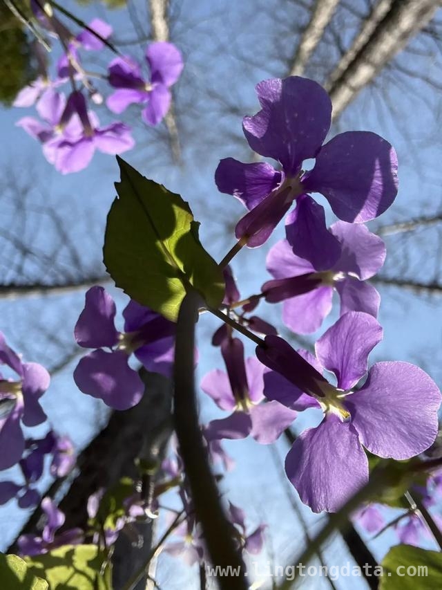 漫步SUFE春日，赏百花争艳之美，SUFE春日繁花，开启诗意之旅