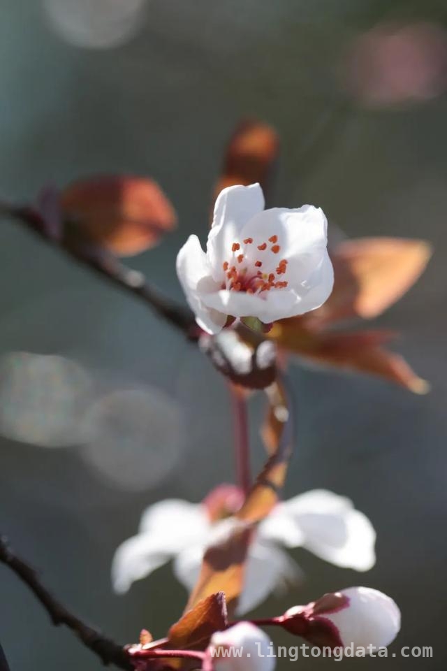 漫步SUFE春日，赏百花争艳之美，SUFE春日繁花，开启诗意之旅