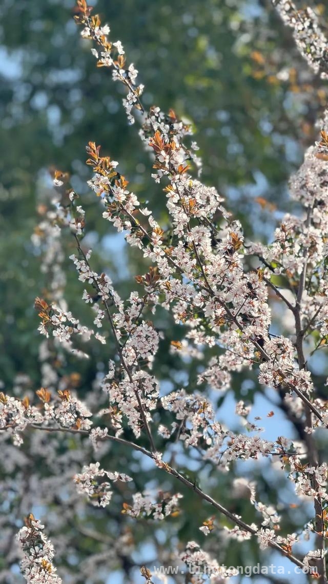 漫步SUFE春日，赏百花争艳之美，SUFE春日繁花，开启诗意之旅