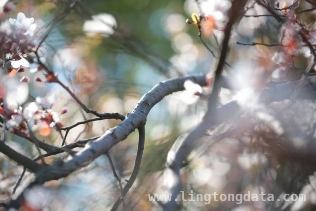 漫步SUFE春日，赏百花争艳之美，SUFE春日繁花，开启诗意之旅