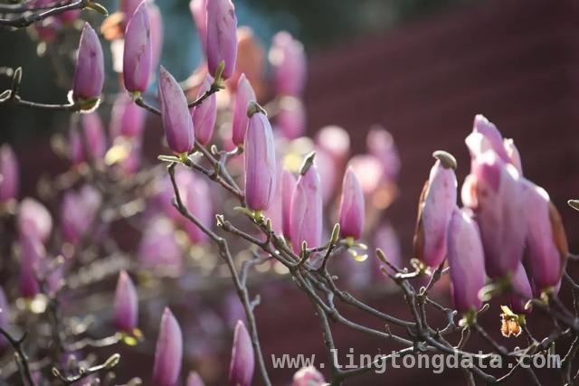 漫步SUFE春日，赏百花争艳之美，SUFE春日繁花，开启诗意之旅