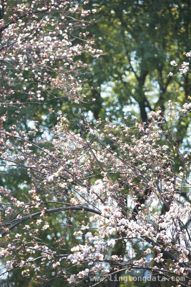 漫步SUFE春日，赏百花争艳之美，SUFE春日繁花，开启诗意之旅