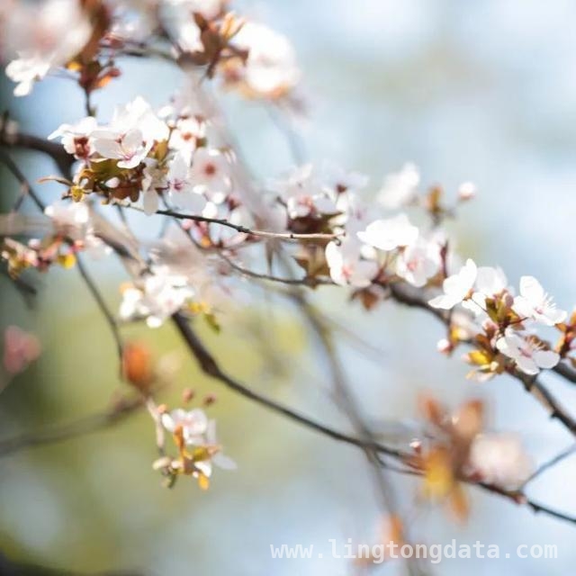 漫步SUFE春日，赏百花争艳之美，SUFE春日繁花，开启诗意之旅