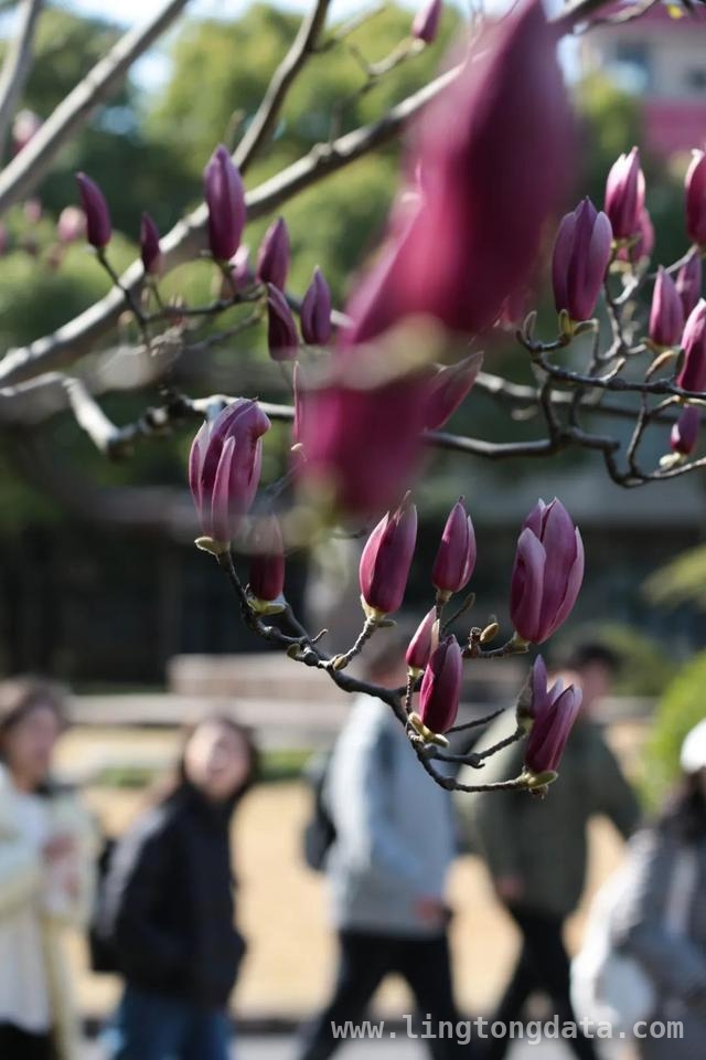 漫步SUFE春日，赏百花争艳之美，SUFE春日繁花，开启诗意之旅