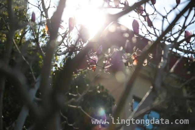 漫步SUFE春日，赏百花争艳之美，SUFE春日繁花，开启诗意之旅
