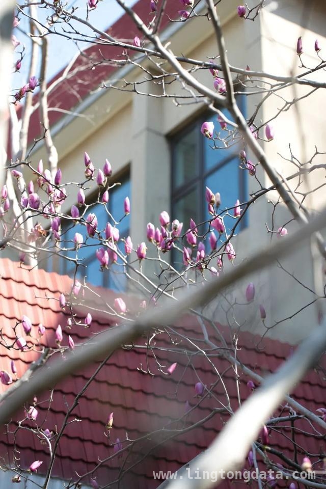 漫步SUFE春日，赏百花争艳之美，SUFE春日繁花，开启诗意之旅
