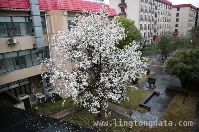 漫步SUFE春日，赏百花争艳之美，SUFE春日繁花，开启诗意之旅