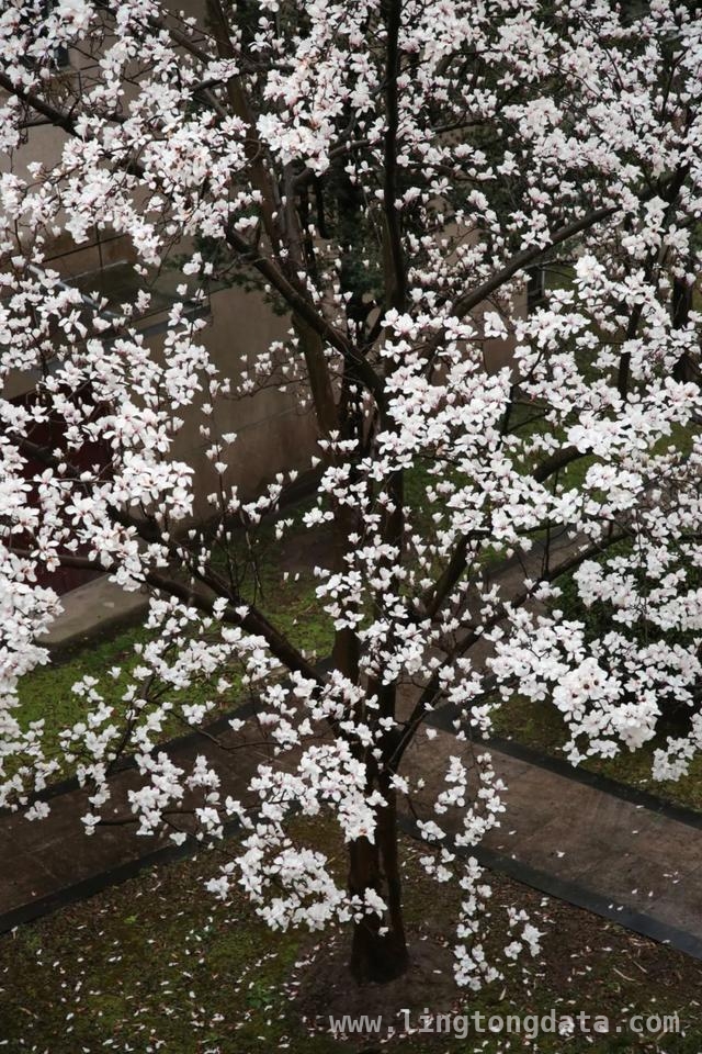 漫步SUFE春日，赏百花争艳之美，SUFE春日繁花，开启诗意之旅