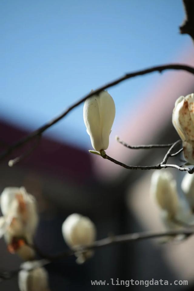漫步SUFE春日，赏百花争艳之美，SUFE春日繁花，开启诗意之旅