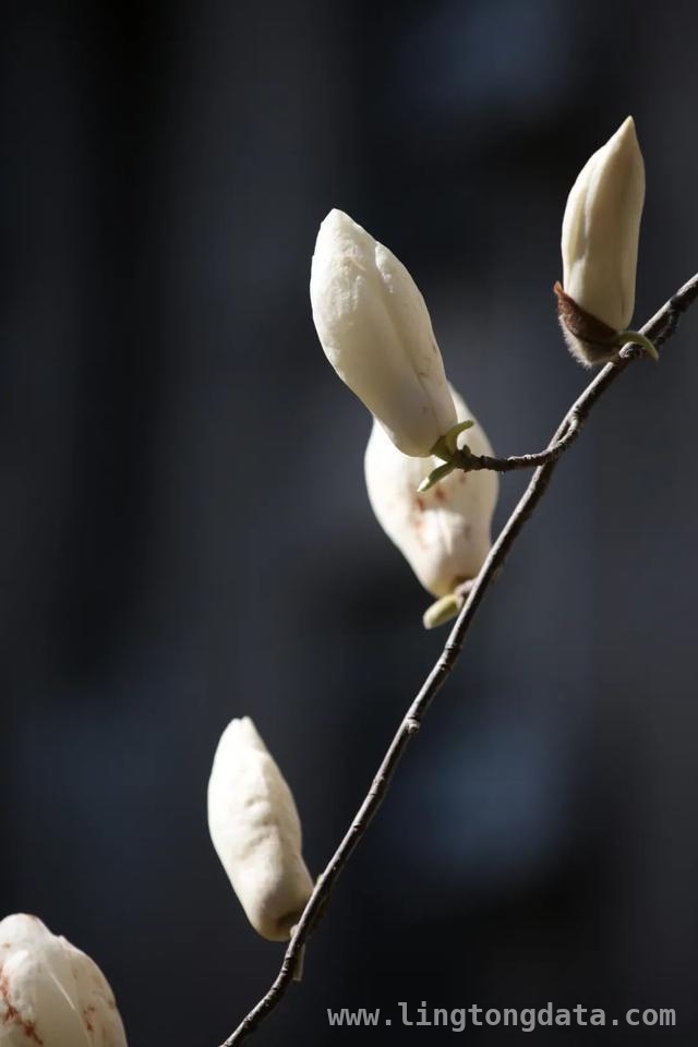 漫步SUFE春日，赏百花争艳之美，SUFE春日繁花，开启诗意之旅