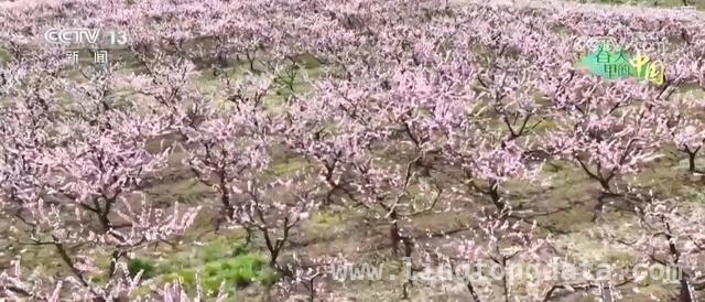 2. 枣阳桃花绽放、宁都油菜盛开，农文旅经济激活乡村发展新动能，4. 湖北枣阳桃花与江西宁都油菜花：乡村旅游经济的两颗璀璨明珠