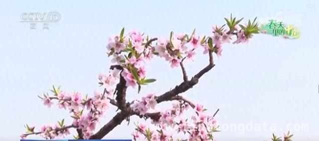 2. 枣阳桃花绽放、宁都油菜盛开，农文旅经济激活乡村发展新动能，4. 湖北枣阳桃花与江西宁都油菜花：乡村旅游经济的两颗璀璨明珠