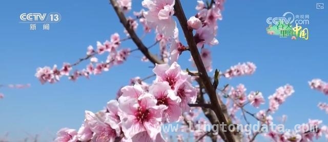 2. 枣阳桃花绽放、宁都油菜盛开，农文旅经济激活乡村发展新动能，4. 湖北枣阳桃花与江西宁都油菜花：乡村旅游经济的两颗璀璨明珠