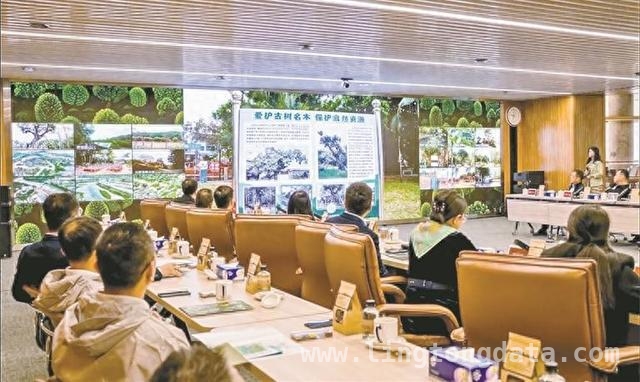 从“绿起来”到“美起来”，深圳生态文明建设新范式 世界森林日，深圳云端展示“绿美”成果