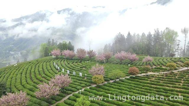 2025紫阳县“开麦吧！茶乡”活动，奏响茶文旅融合新乐章