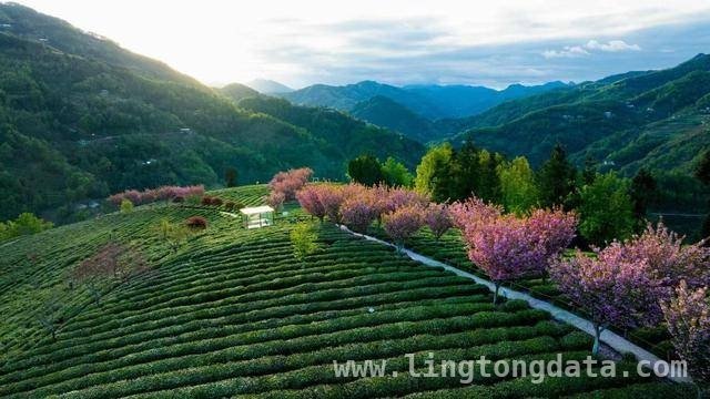 2025紫阳县“开麦吧！茶乡”活动，奏响茶文旅融合新乐章