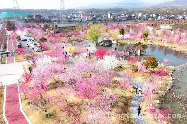 安康高新区第三届桃花季，丰富活动邀您共享