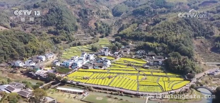 春日出游指南：福建油菜花、贵州桃花、安徽油菜海的魅力，福建贵州安徽三地，春日花海绘就绝美画卷