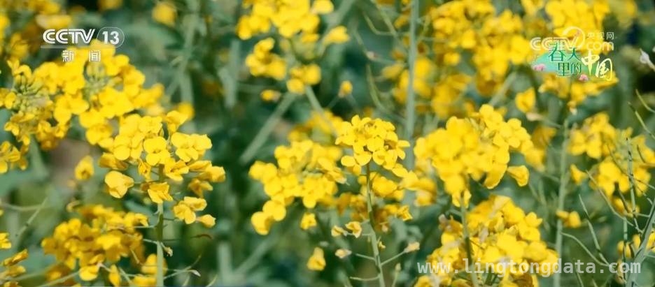 春日出游指南：福建油菜花、贵州桃花、安徽油菜海的魅力，福建贵州安徽三地，春日花海绘就绝美画卷