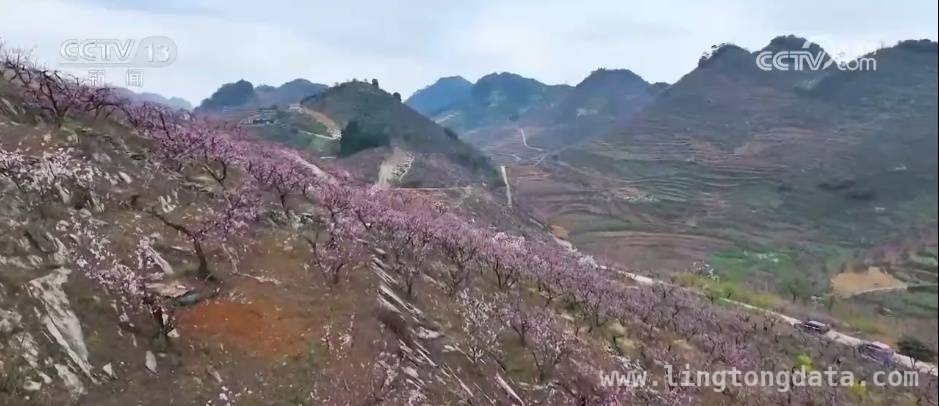 春日出游指南：福建油菜花、贵州桃花、安徽油菜海的魅力，福建贵州安徽三地，春日花海绘就绝美画卷